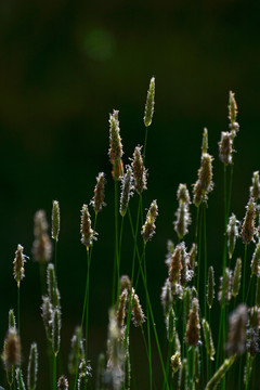 野草