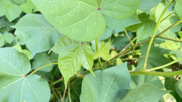 棉花种植