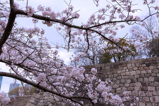 日本樱花