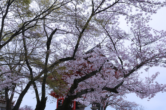 清水寺樱花