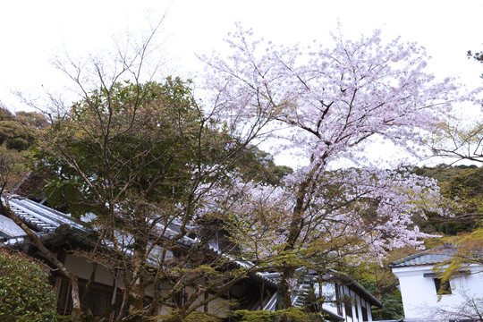 清水寺樱花