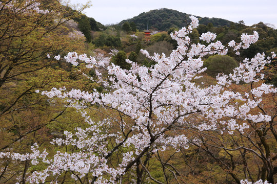 清水寺樱花