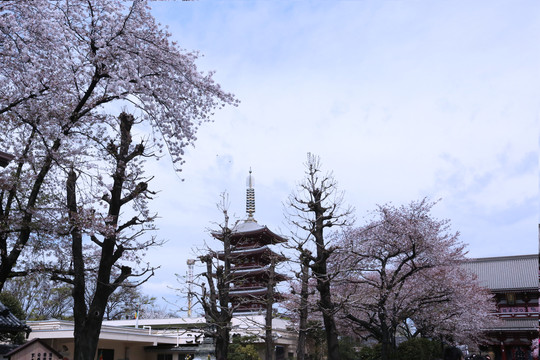 浅草寺