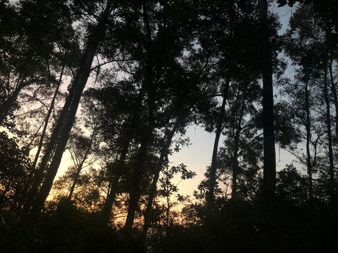 风景摄影树木黄昏落日倒影横板