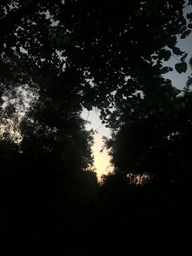 风景摄影树木黄昏落日倒影树叶