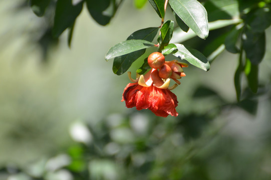 石榴花开