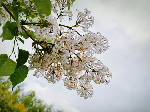 一枝淡紫色丁香花树伤感怀旧风