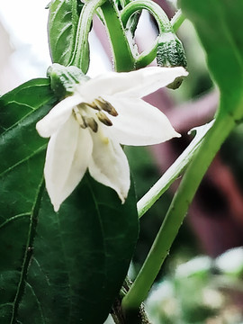 菜园辣椒青椒甜椒有机蔬菜花朵