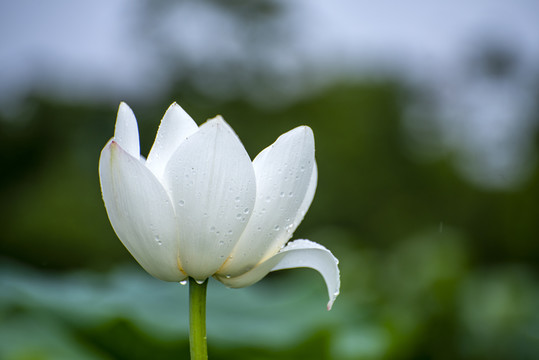 雨中的白荷花