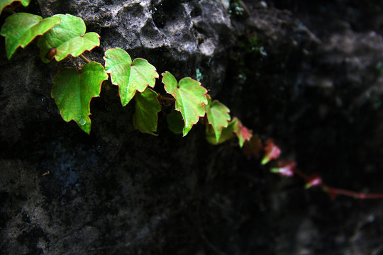 绿色植被