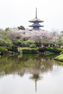 武汉东湖樱花园