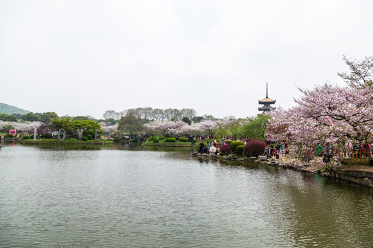 武汉东湖樱花园