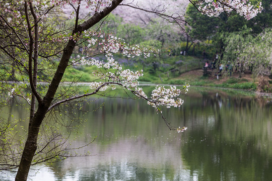 武汉东湖樱花园