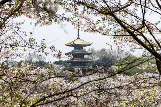 武汉东湖樱花园