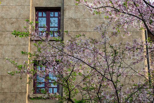 武汉大学樱花