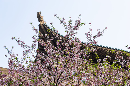 武汉大学樱花