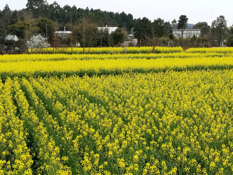 油菜花田