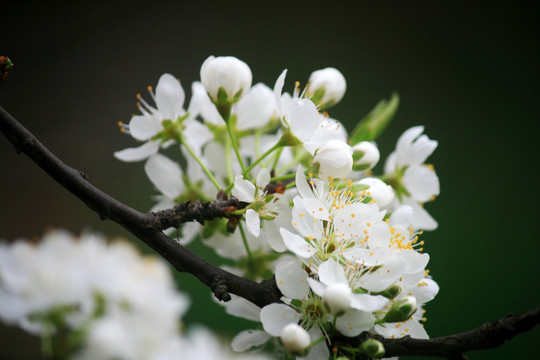 李子花