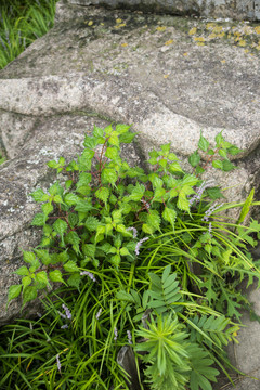 野生植物