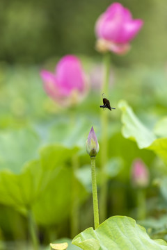 荷花与蜻蜓