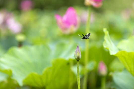 荷花与蜻蜓