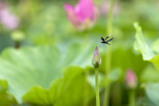 荷花与蜻蜓