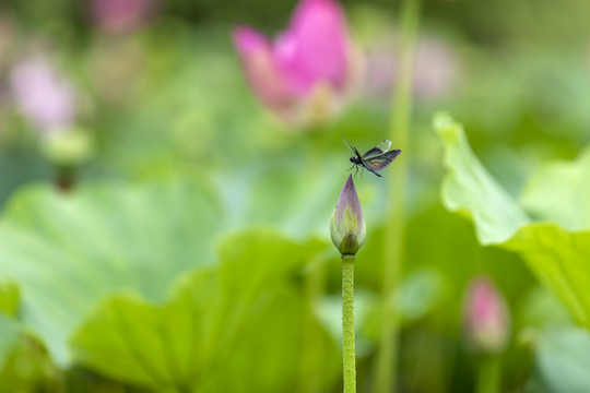 荷花與蜻蜓