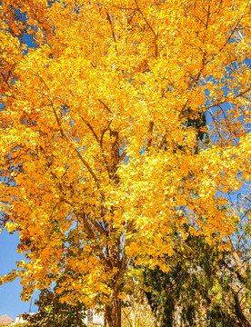 秋季大树