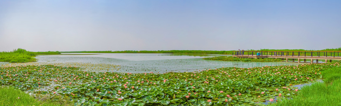 合肥巢湖湿地公园全景图