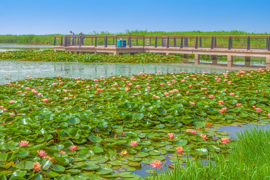 合肥巢湖湿地公园