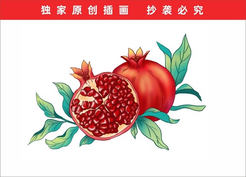 石榴插畫