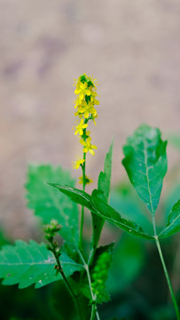 小黄花