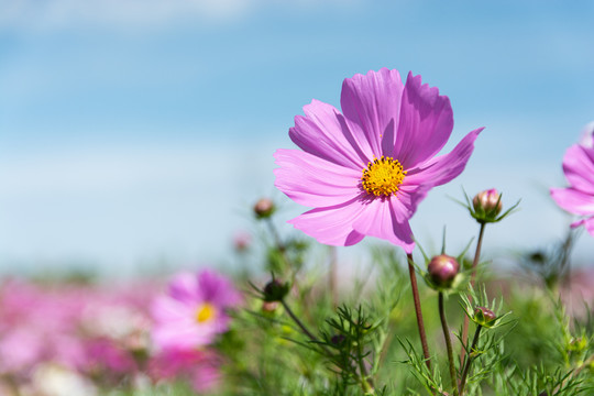 青藏高原格桑花