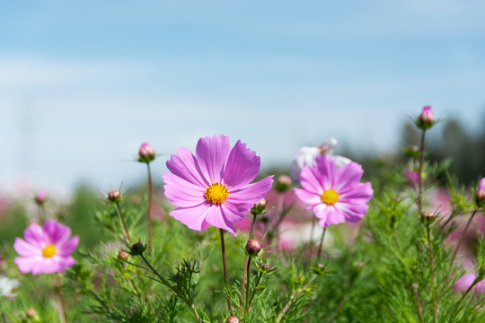 青藏高原格桑花