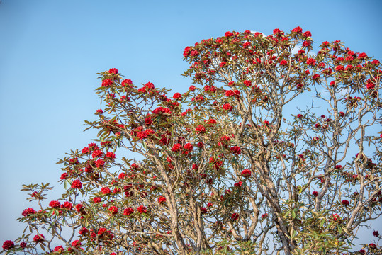 高山杜鹃花马缨花