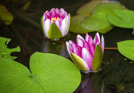 含苞待放的水中莲花