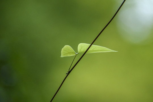 绿叶萌芽