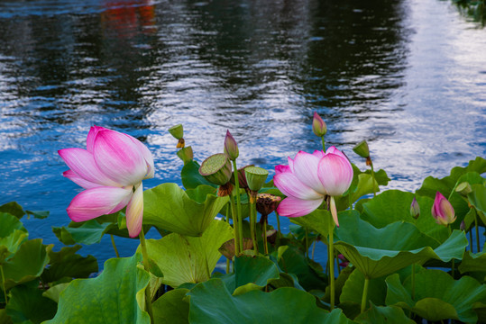 荷花池塘