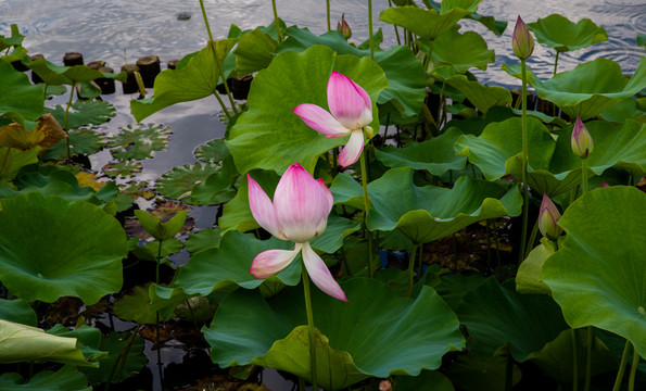 荷花池塘