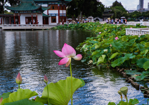 荷花池