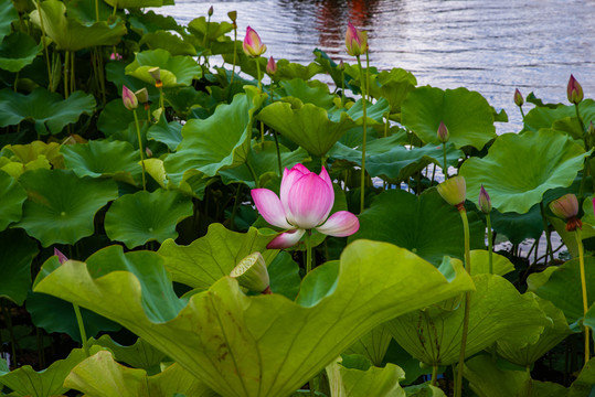 夏荷池塘