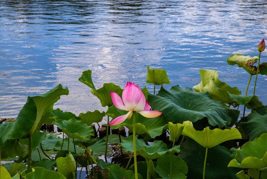 荷花池塘