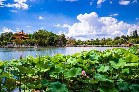 公園荷塘