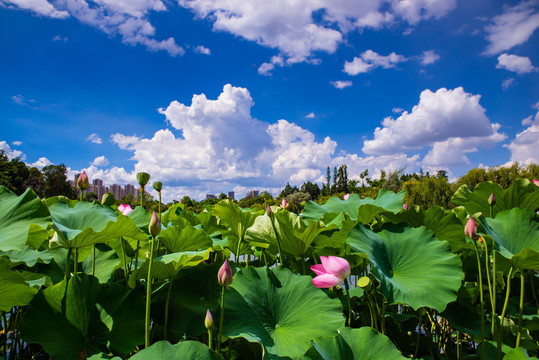 夏荷池塘