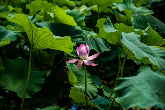 夏荷池塘