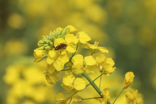 油菜花与蜜蜂