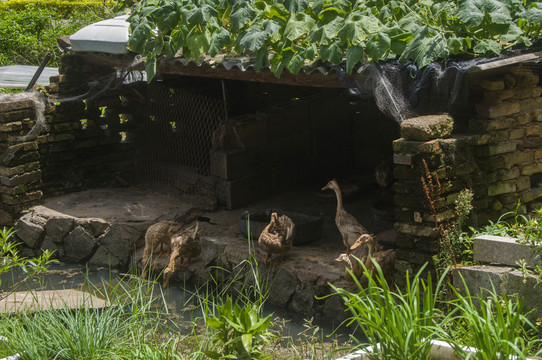 农村鸭圈