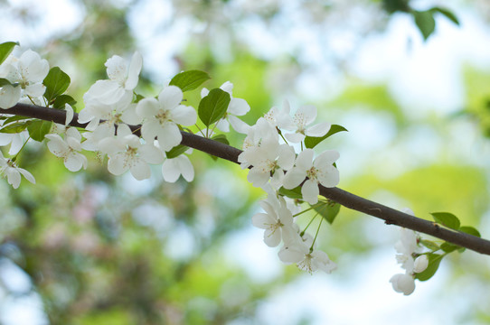 南京玄武湖樱花