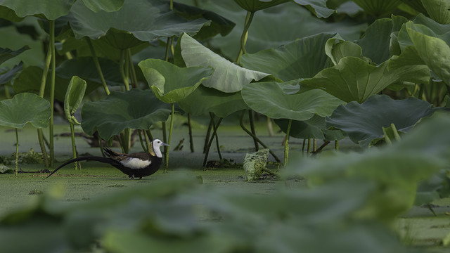 水雉