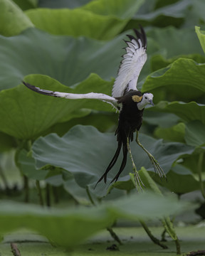 水雉